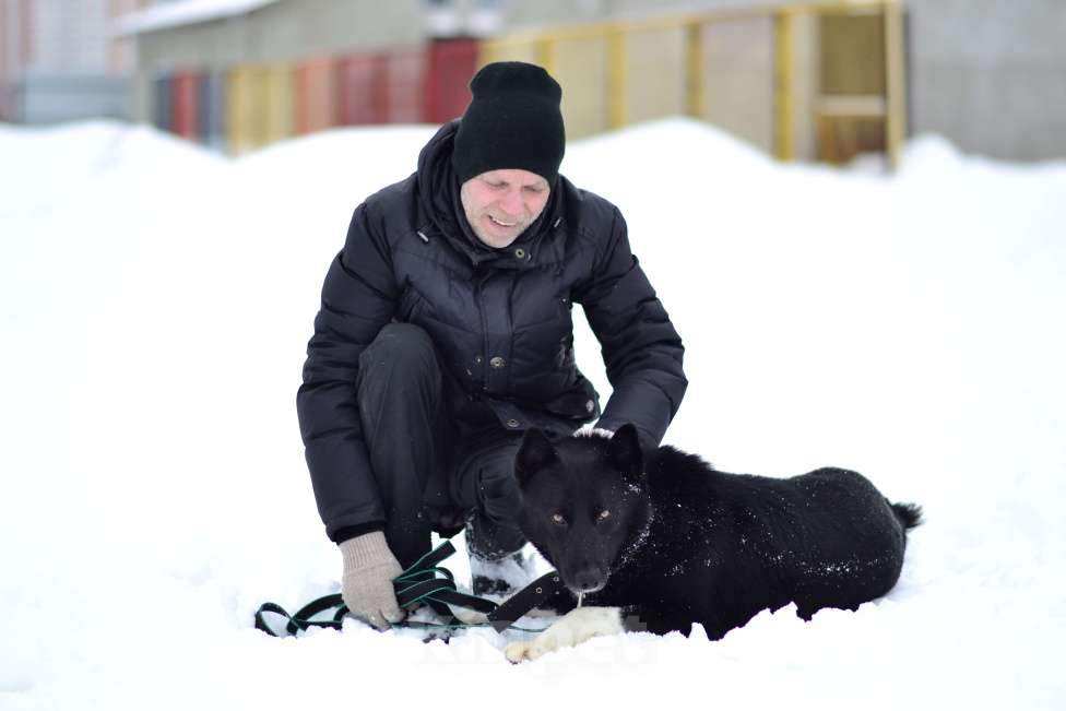 Собаки в Москве: Собака из приюта ждет семью Мальчик, Бесплатно - фото 6