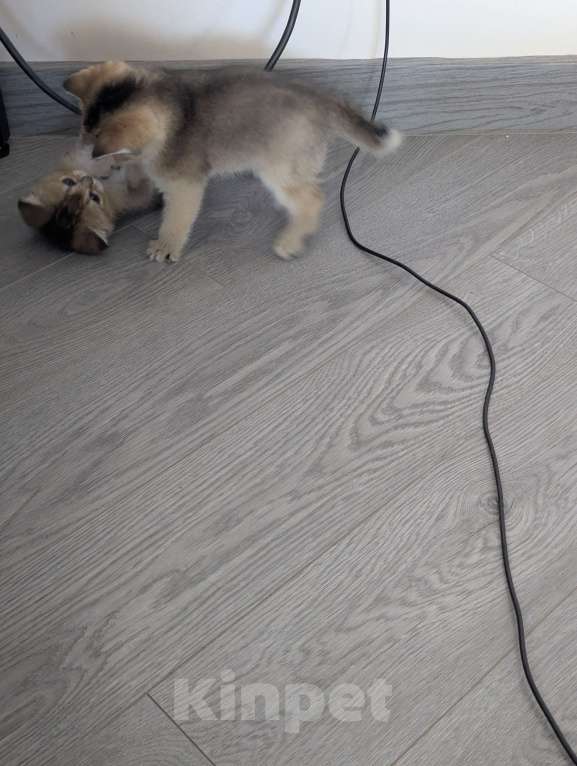 Кошки в Подольске: Котята Разнополые, Бесплатно - фото 2