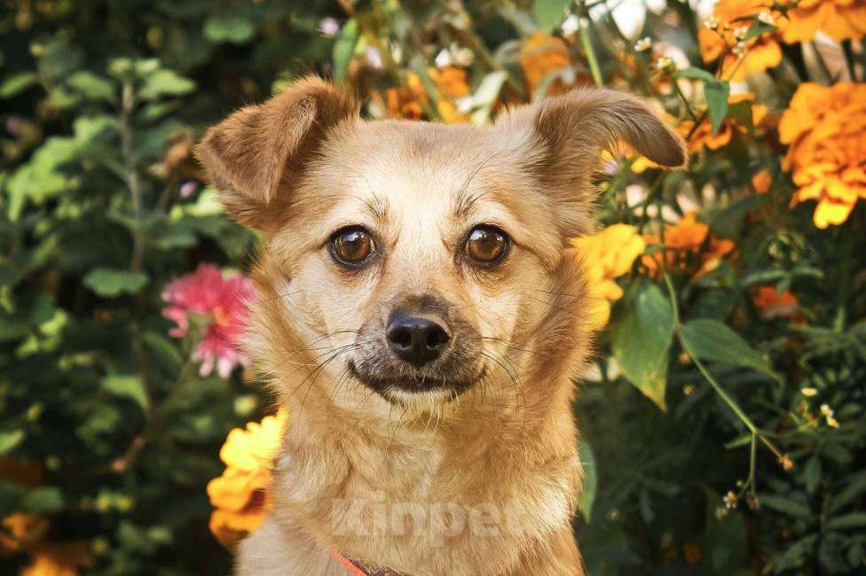 Собаки в других городах Московской области: Тэя в добрые руки Девочка, Бесплатно - фото 6