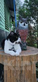 Кошки в Москве: Шотландские Котята  (Скотиш Фолд) Мальчик, 30 000 руб. - фото 6