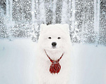 Собаки в Ижевске: Самоедская собака, 1 руб. - фото 5