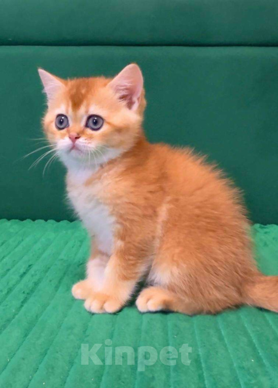 Кошки в Москве: Джемка Мальчик, 60 000 руб. - фото 3