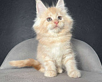 Кошки в Санкт-Петербурге: Мальчик  Мальчик, 15 000 руб. - фото 1
