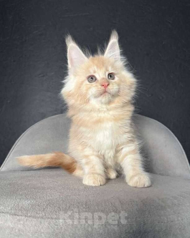 Кошки в Санкт-Петербурге: Мальчик  Мальчик, 15 000 руб. - фото 1