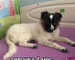 Собаки в Егорьевске: Ищу дом Девочка, 100 руб. - фото 3
