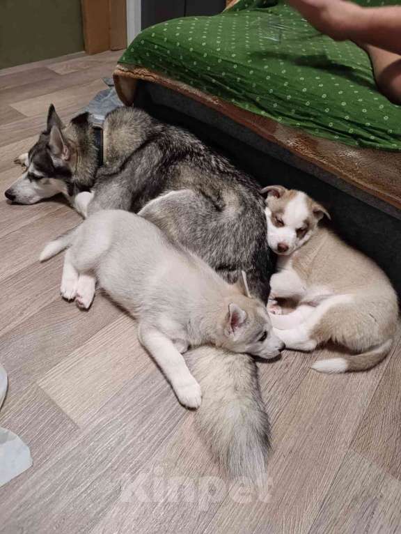 Собаки в Твери: Продаётся щенок породы Сибирской хаски  Мальчик, 10 000 руб. - фото 4