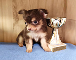 Собаки в других городах Ленинградской области: Длинношерстный чихуахуа мальчик  Мальчик, Бесплатно - фото 1