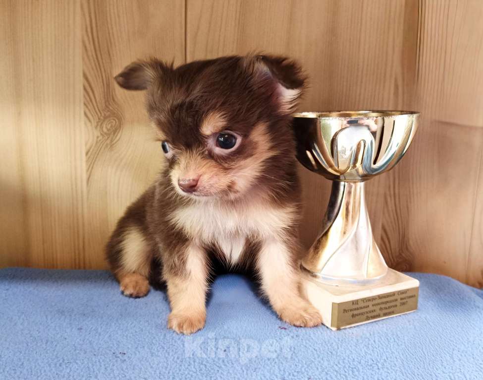 Собаки в других городах Ленинградской области: Длинношерстный чихуахуа мальчик  Мальчик, Бесплатно - фото 1