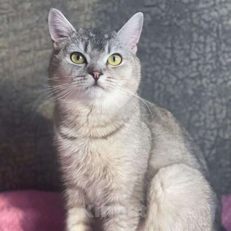 Кошки в Москве: Молодого породистого котика выкинули Мальчик, Бесплатно - фото 5