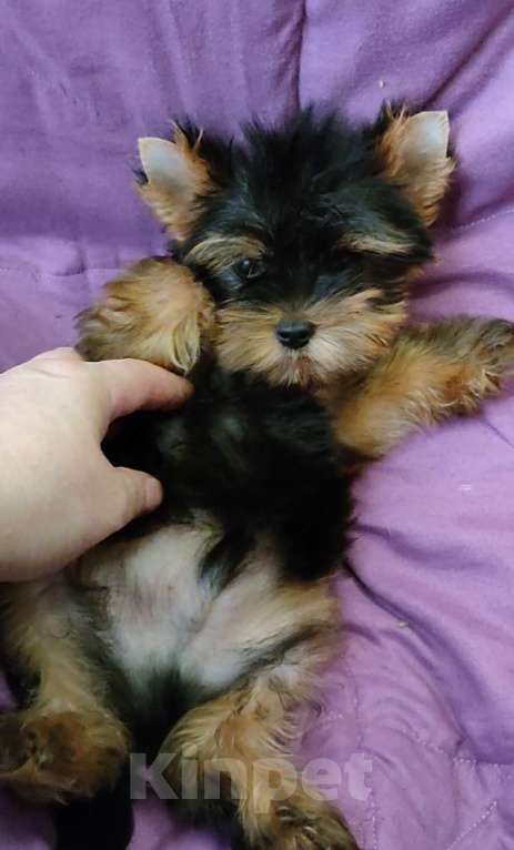 Собаки в Москве: мальчик йоркширского терьера Мальчик, 20 000 руб. - фото 2