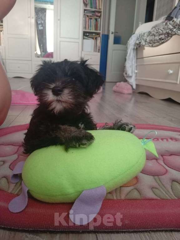 Собаки в Москве: Продам щенка Цвергшнауцера Девочка, 40 000 руб. - фото 6