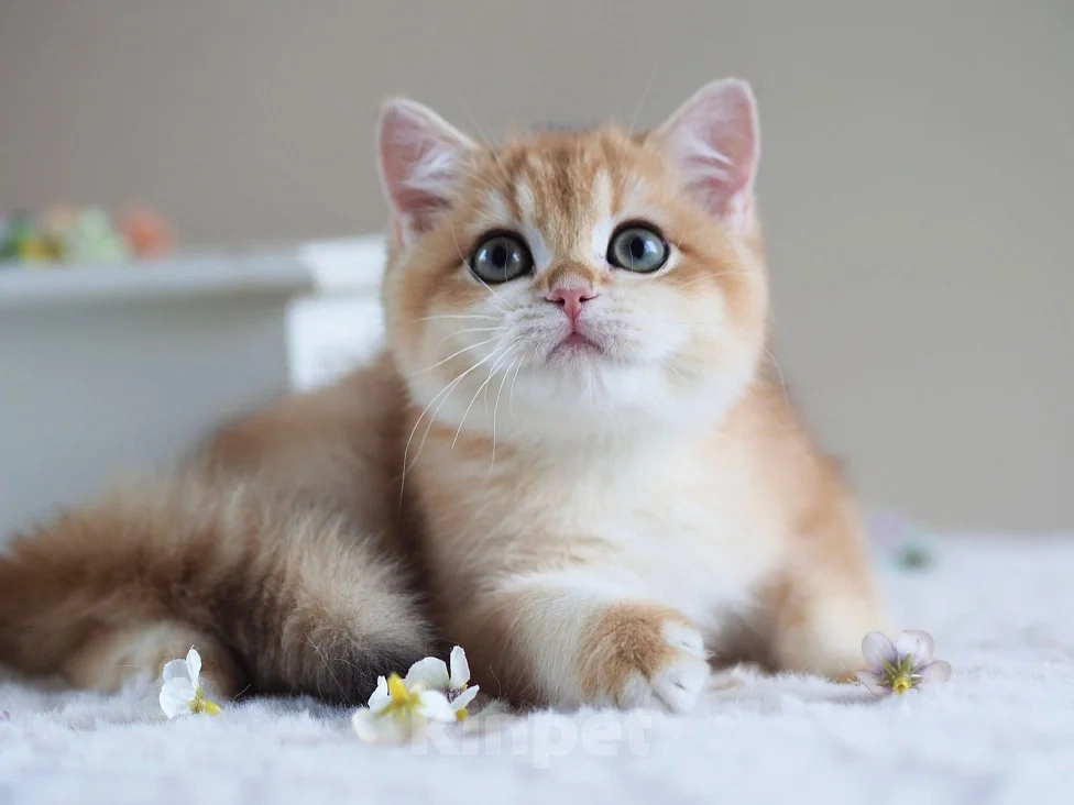 Кошки в Москве: Британская девочка Девочка, 40 000 руб. - фото 4