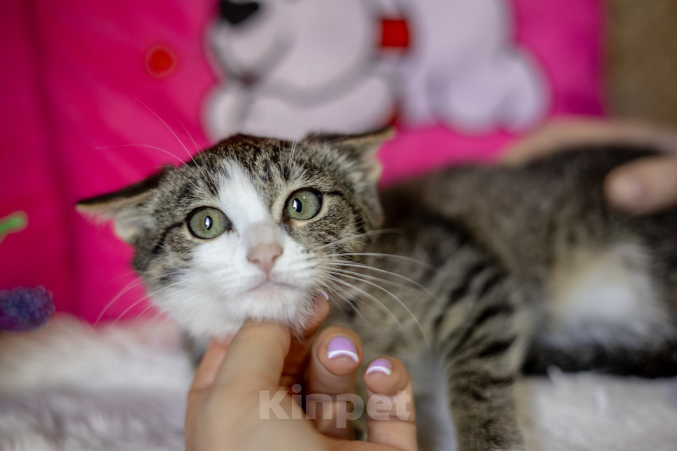 Кошки в других городах Московской области: Виски ищет дом! Девочка, Бесплатно - фото 5