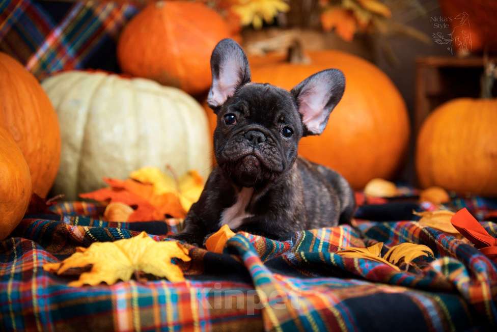 Собаки в Ростове-на-Дону: Готовы к переезду щенки французкого бульдога. Мальчик, 50 000 руб. - фото 8