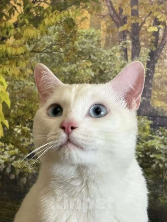 Кошки в Раменском: Ищет дом белоснежный кот по кличке Кай Мальчик, Бесплатно - фото 5