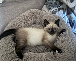 Кошки в Барнауле: Сёма, 2 месяца Мальчик, Бесплатно - фото 1