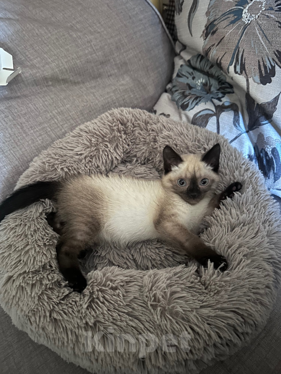 Кошки в Барнауле: Сёма, 2 месяца Мальчик, Бесплатно - фото 1