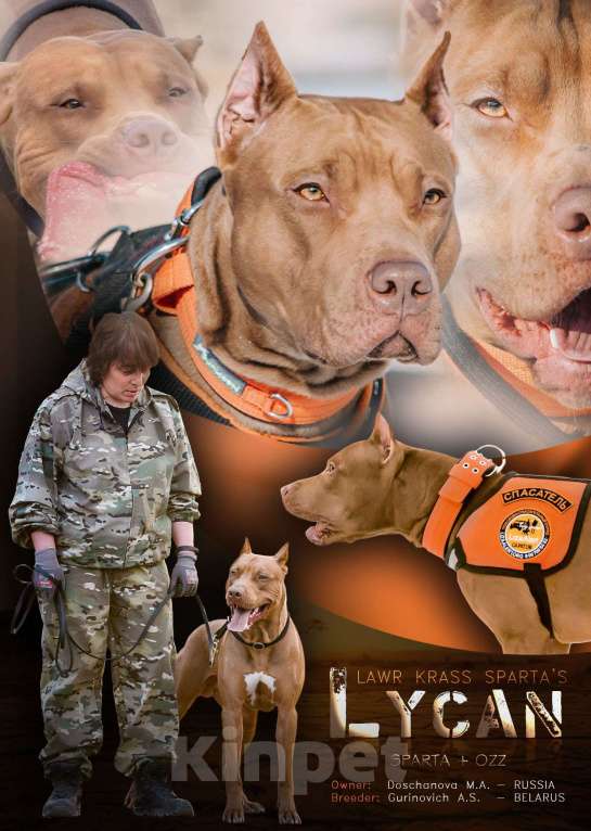 Собаки в Саратове: Продаются щенки Американского питбультерьера (Red Nous) Разнополые, 70 000 руб. - фото 1