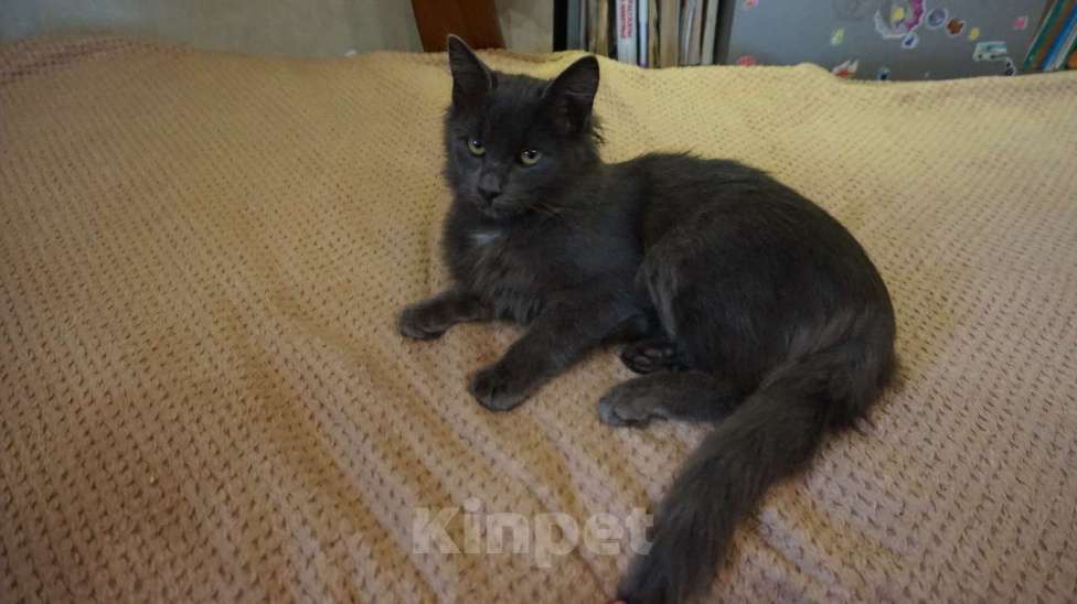 Кошки в Москве: Котенок Боня 4,5 месяца в добрые руки  Мальчик, Бесплатно - фото 6