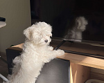 Собаки в других городах Московской области: Мальтийская болонка Мальчик, 20 000 руб. - фото 1