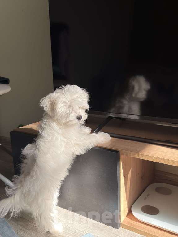 Собаки в других городах Московской области: Мальтийская болонка Мальчик, 20 000 руб. - фото 1