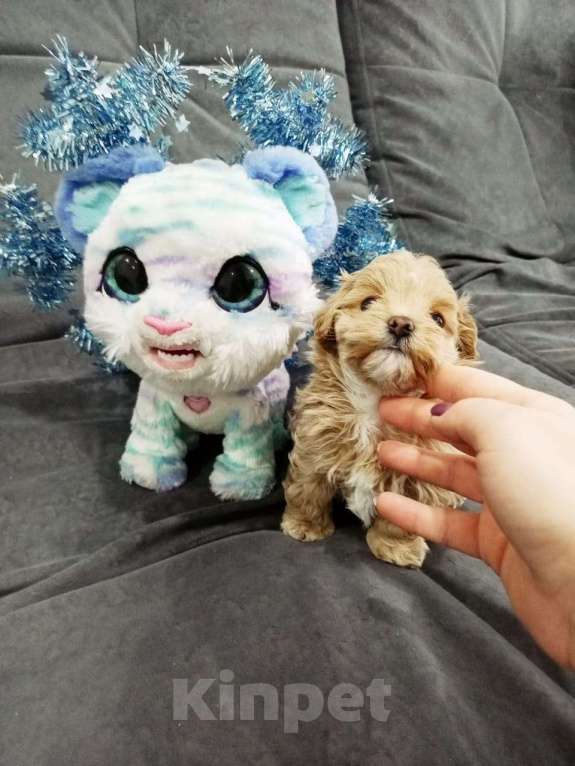 Собаки в Лиски: Мальтипу F1 мини Мальчик, 60 000 руб. - фото 2