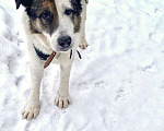 Собаки в Химках: Умка метис ищет дом Мальчик, Бесплатно - фото 2
