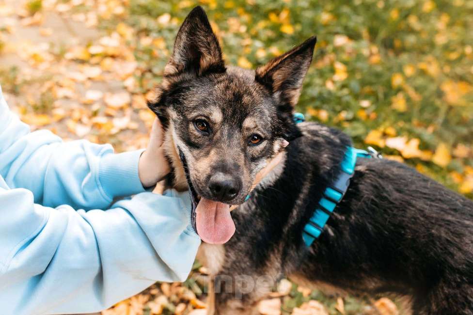 Собаки в Москве: Бубоня - микс добродушия и нежности, в поиске семьи ! Мальчик, Бесплатно - фото 3