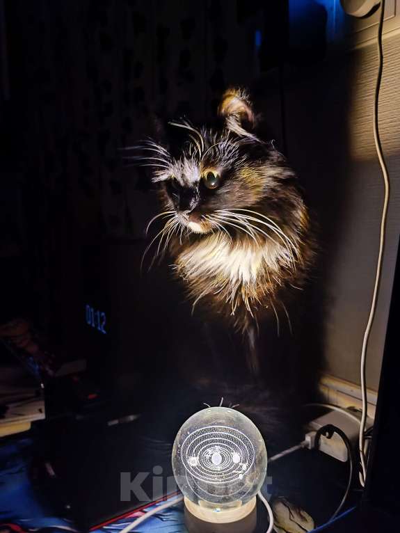 Кошки в Королеве: Молодая кошка, на вязку. Девочка всего 3 годика.  Девочка, Бесплатно - фото 9