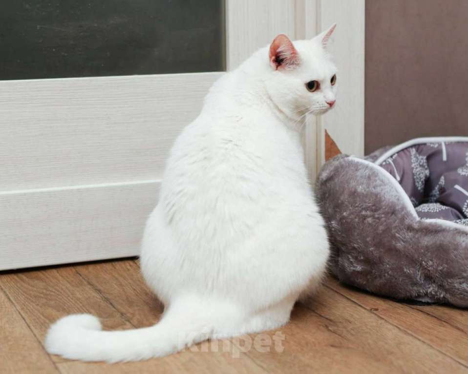 Кошки в Москве: Былла ищет дом Девочка, Бесплатно - фото 3