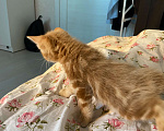Кошки в Перми: Продам отличных котят Курильских бобтейлов рыжие. Мальчик, 9 000 руб. - фото 6