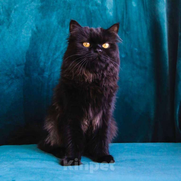 Кошки в Москве: Кот Барон ищет дом Мальчик, Бесплатно - фото 5