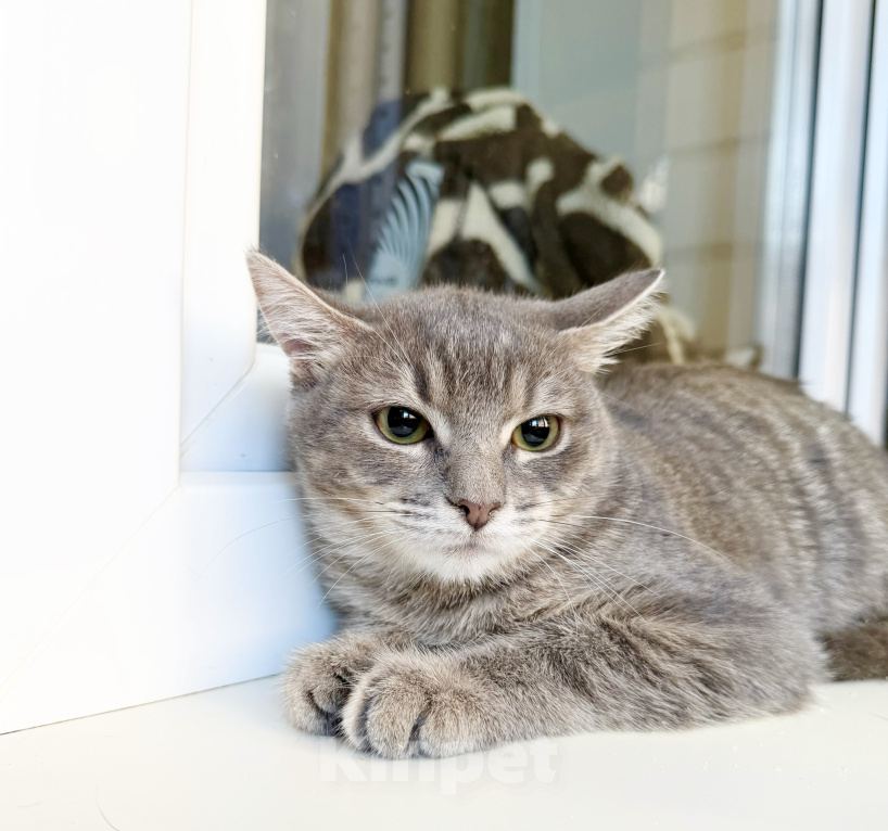Кошки в Москве: Котенок Фасолька ласковая девочка в добрые руки Девочка, Бесплатно - фото 5