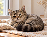 Кошки в Москве: Котенок в добрые руки Мальчик, Бесплатно - фото 9