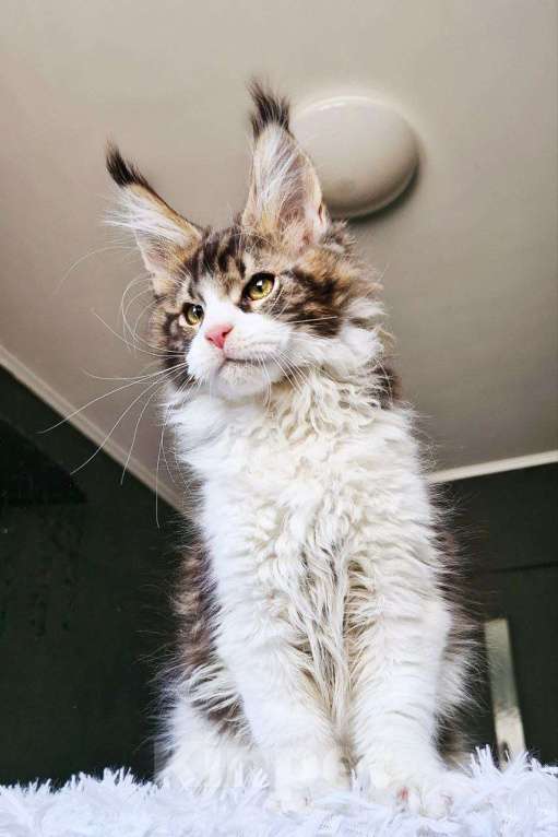 Кошки в Москве: Котенок мейн кун кот  Мальчик, 150 000 руб. - фото 2