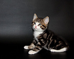 Кошки в Чебоксарах: Курильский бобтейл, котик Мальчик, Бесплатно - фото 2