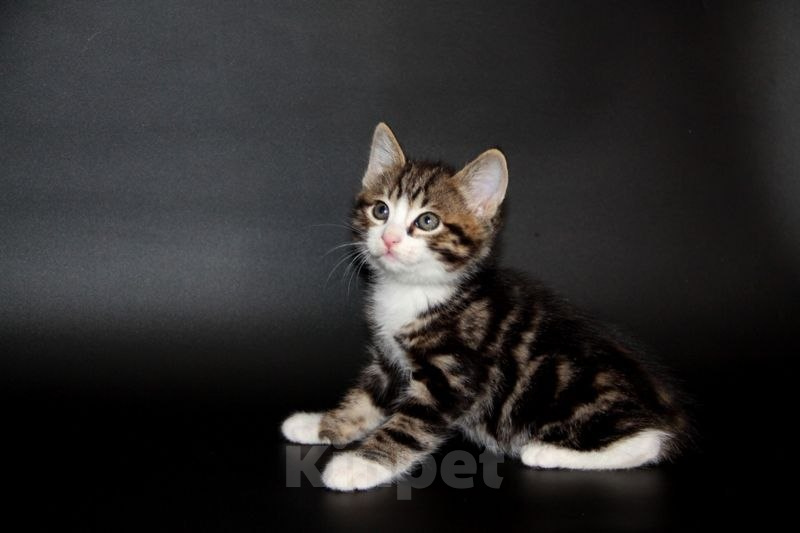 Кошки в Чебоксарах: Курильский бобтейл, котик Мальчик, Бесплатно - фото 2