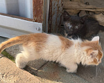 Кошки в Москве: 😻 Они ждут своих родителей… Разнополые, Бесплатно - фото 3
