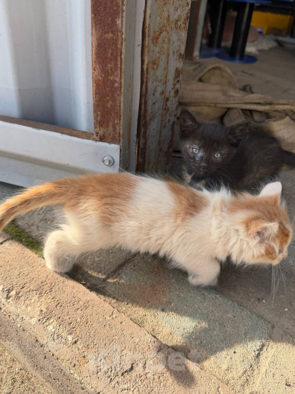 Кошки в Москве: 😻 Они ждут своих родителей… Разнополые, Бесплатно - фото 3