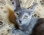 Кошки в Волгограде: Котята в добрые руки  Мальчик, 50 руб. - фото 2