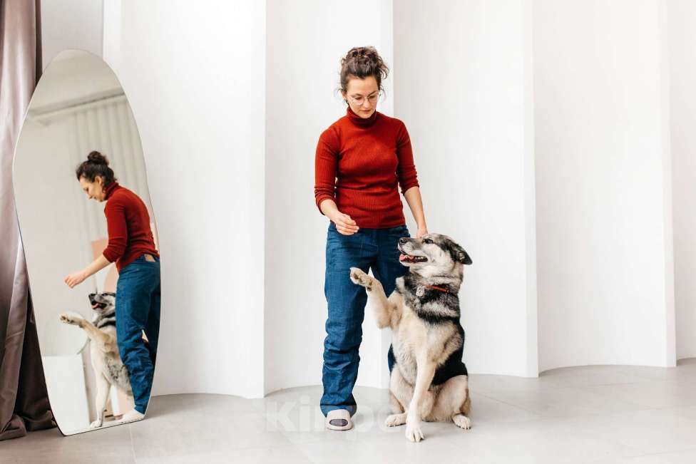 Собаки в Москве: Сложные времена порождают сильных. Суровые условия порождают выносливых. Мальчик, Бесплатно - фото 5