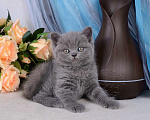 Кошки в Мурином: Британский котик голубого окраса (светлого оттенка) Мальчик, 38 000 руб. - фото 5