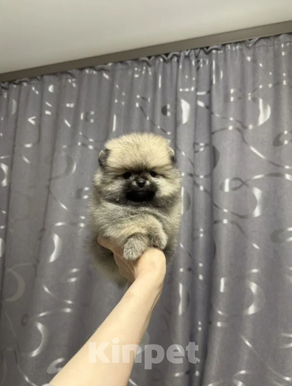 Собаки в Москве: Девочка Девочка, 30 000 руб. - фото 1