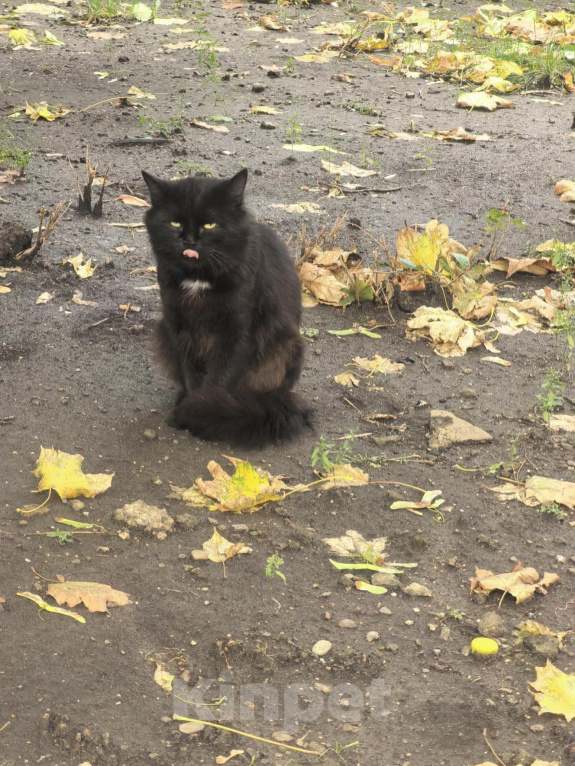 Кошки в Белгороде: Кот Черныш ищет дом и любящих людей! 🏠 Мальчик, Бесплатно - фото 2