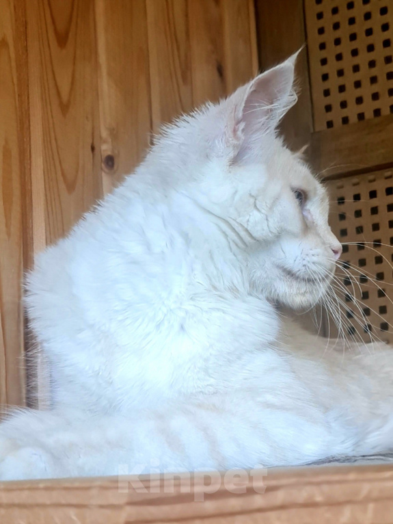 Кошки в других городах Ярославской области: Котята Мейн кун Мальчик, Бесплатно - фото 2