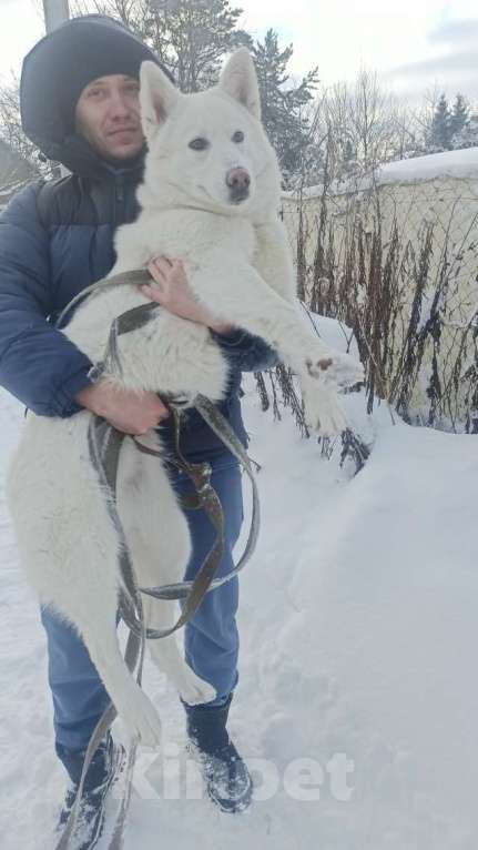 Собаки в Смоленске: Малыш ищет дом Мальчик, Бесплатно - фото 1