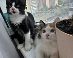 Кошки в Краснодаре: Черно-белый котик Мальчик, Бесплатно - фото 4