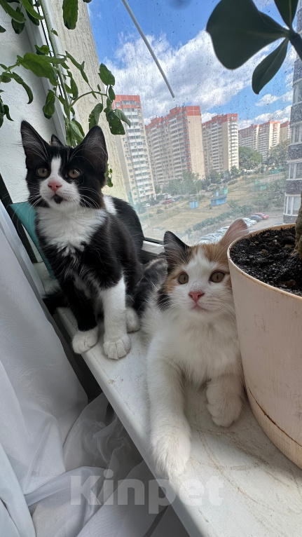 Кошки в Краснодаре: Черно-белый котик Мальчик, Бесплатно - фото 4
