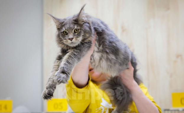 Кошки в Москве: Ласковый малыш Мейн-Кун Мальчик, 100 000 руб. - фото 4