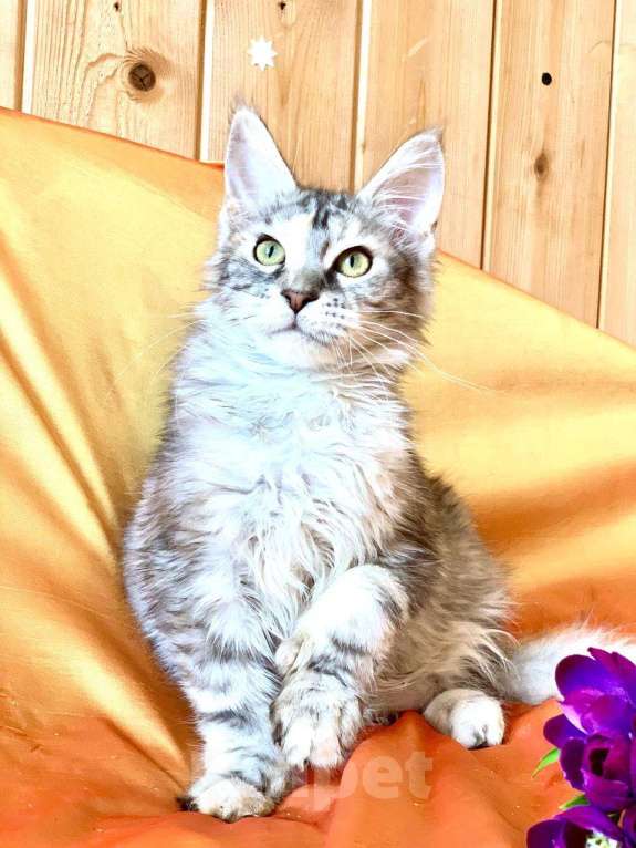 Кошки в Челябинске: 🔥🔥🔥 КОТЕНОК МЕЙН-КУН ПОЛИДАКТ ДЕВОЧКА Девочка, Бесплатно - фото 4